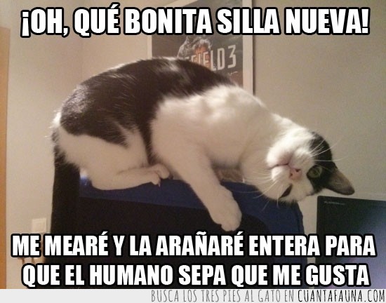 un poco puas sí que es,silla nueva,mear,arañar